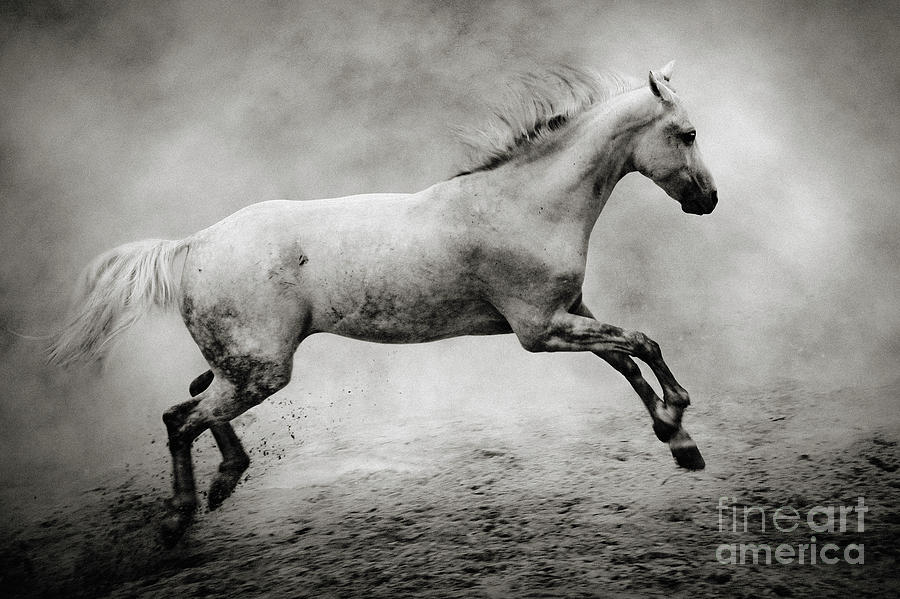 White Stallion Photograph by Dimitar Hristov