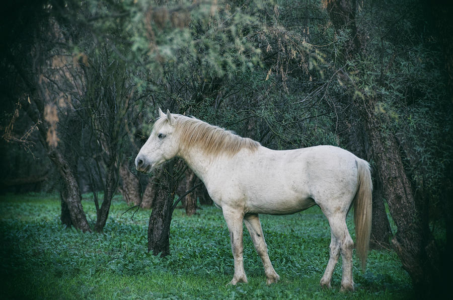 White Stallion in the Woods  Photograph by Saija Lehtonen
