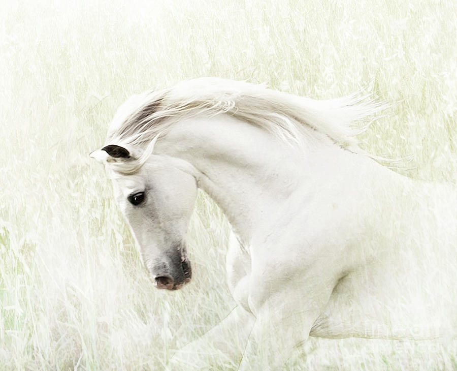 White Stallion Digital Art by Melinda Hughes-Berland