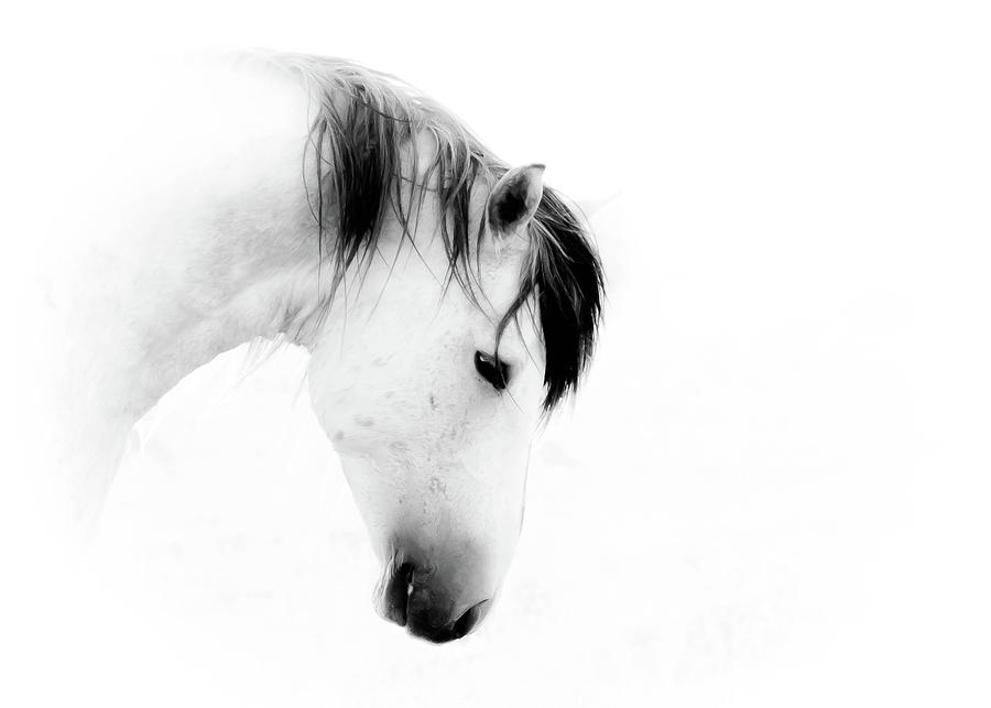 White Stallion on White Photograph by Dirk Johnson