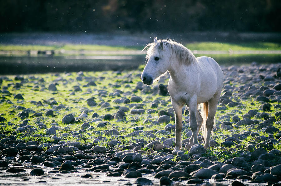 White Stallion Riverside  Photograph by Saija Lehtonen