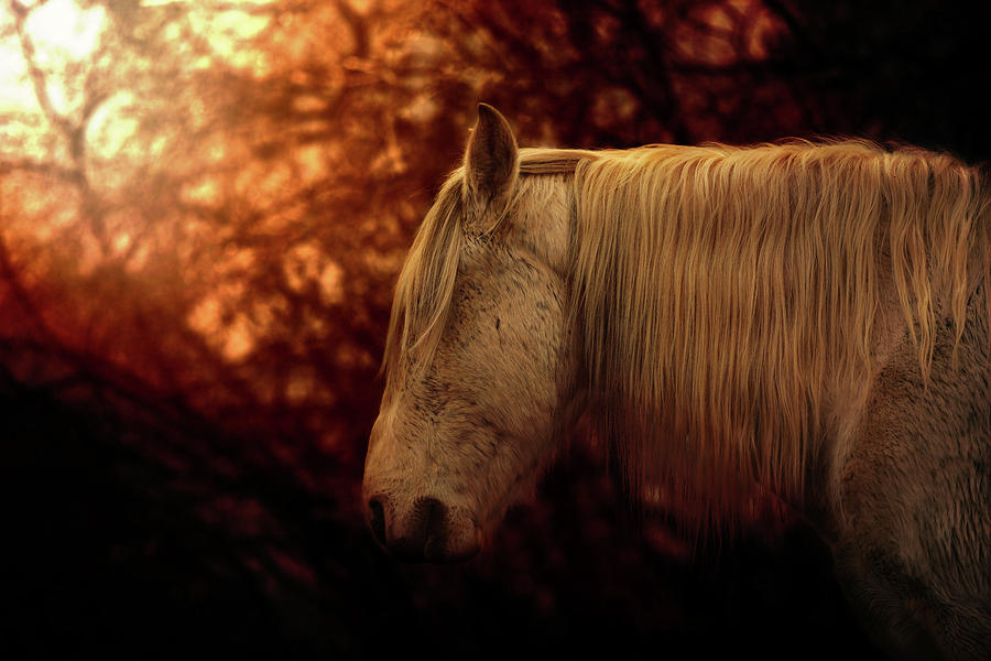 White Stallion Photograph by Ryan Courson