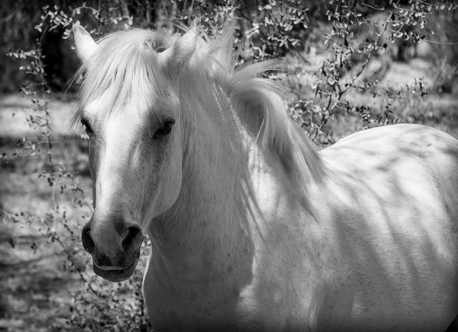 White Stallion Photograph by Teresa Wilson