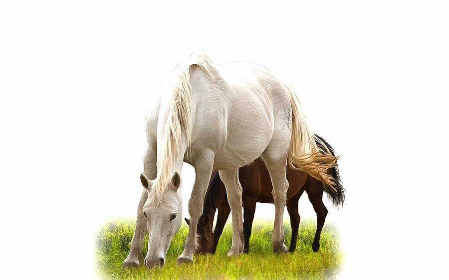 White Stallion with Mare Photograph by Studio Artist