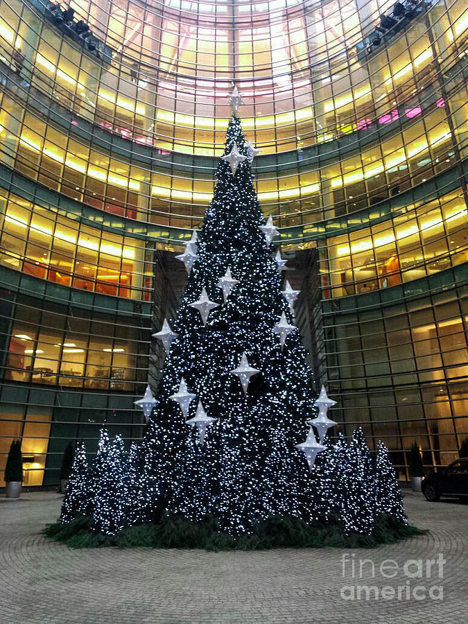 White Star Christmas Tree Photograph