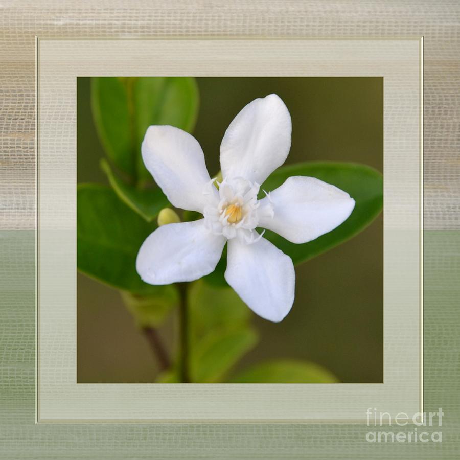 White Star Flower Photograph by Darla Wood
