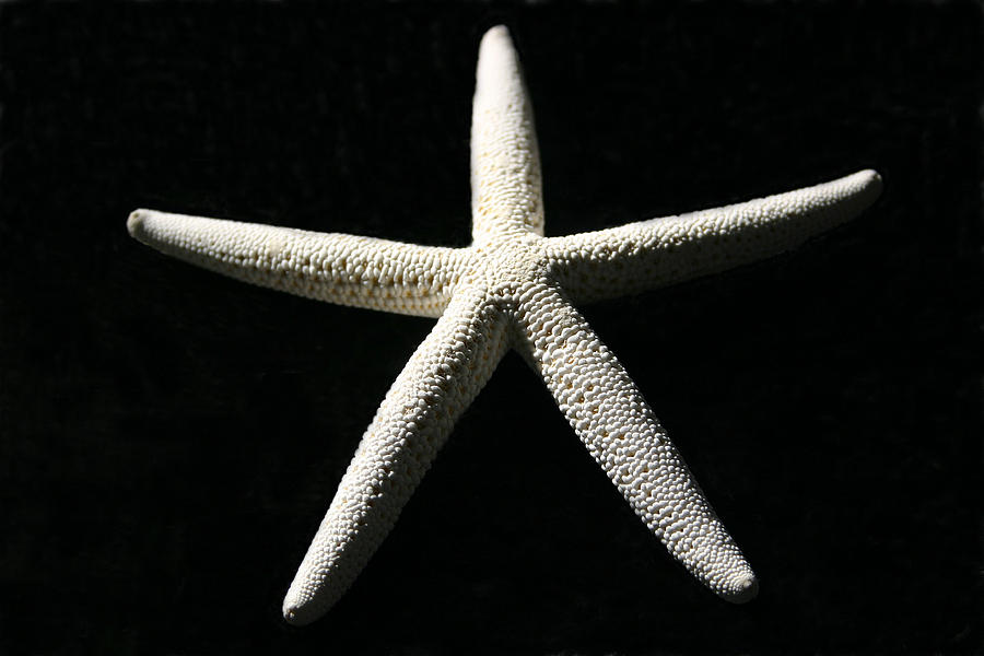 White Star Photograph by Mary Haber