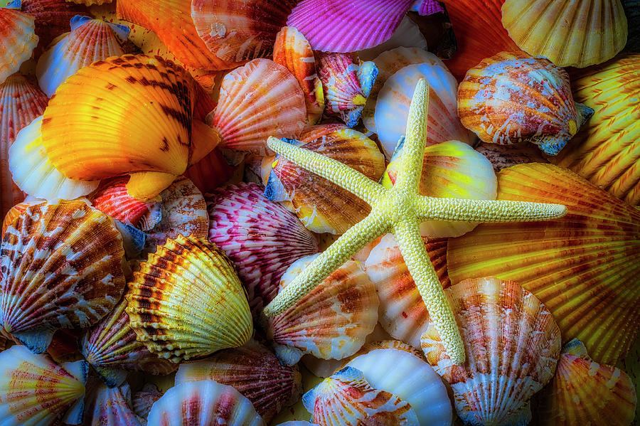 White Star On Seashells Photograph by Garry Gay