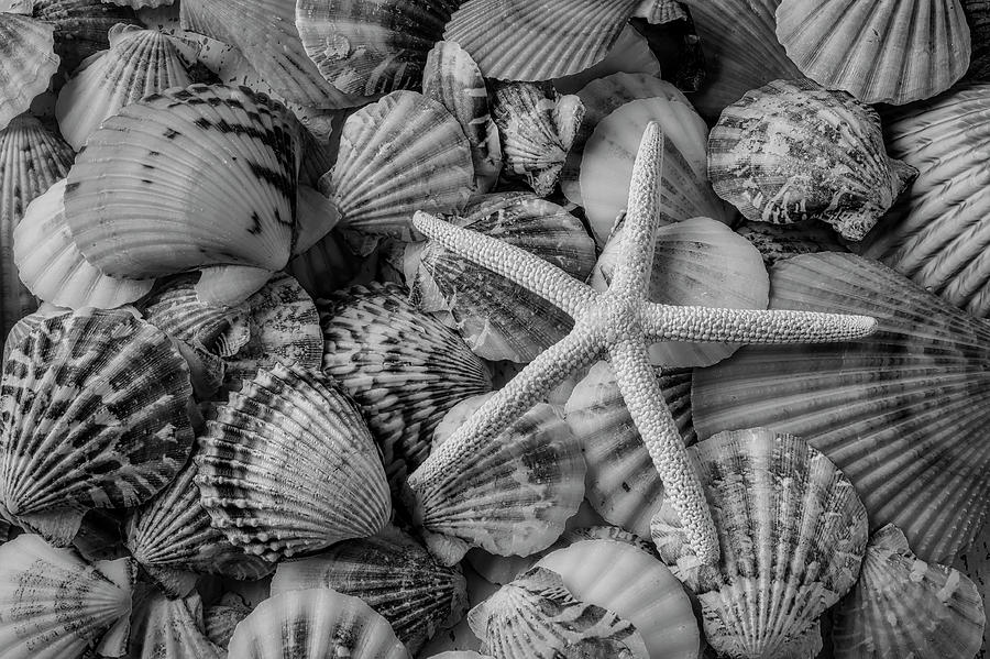 White Star With Shells Photograph by Garry Gay