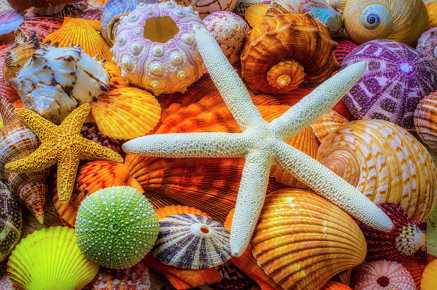 White Starfish And Seashells Photograph by Garry Gay