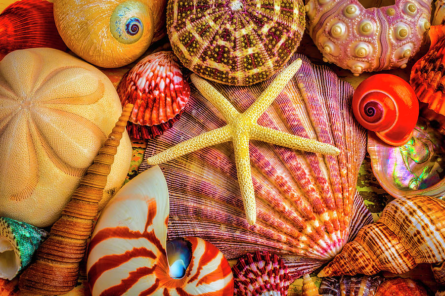 White Starfish On Colorful Seashells Photograph by Garry Gay