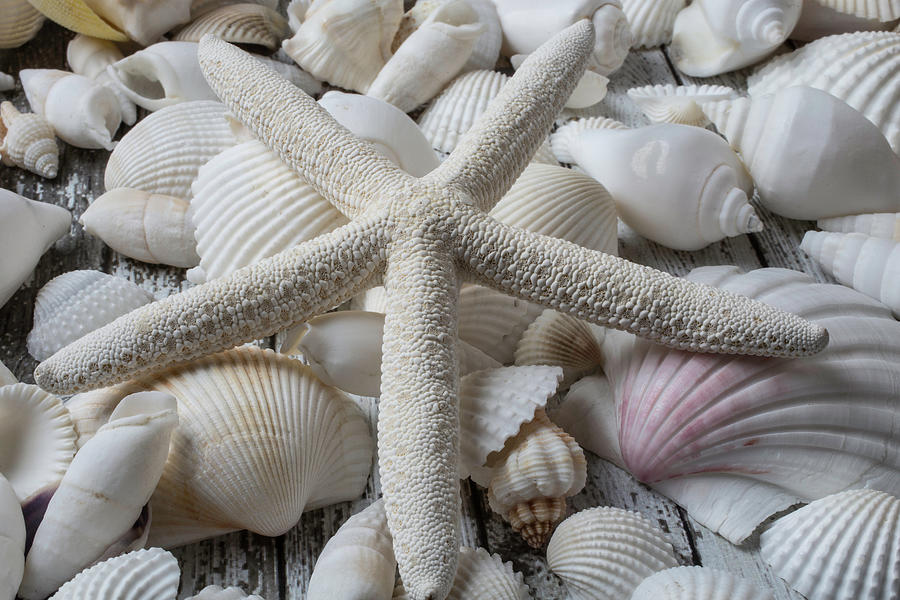 White Starfish On Seashells Photograph by Garry Gay - Fine Art America