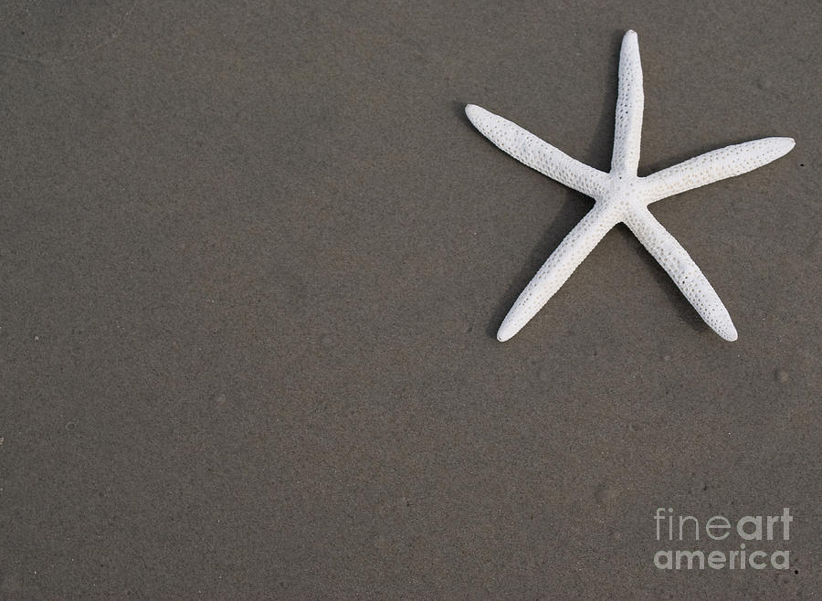White starfish on wet sand beach Photograph by Anthony Totah