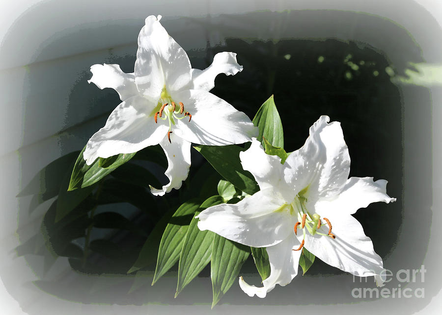 White Stargazer Lilies Photograph