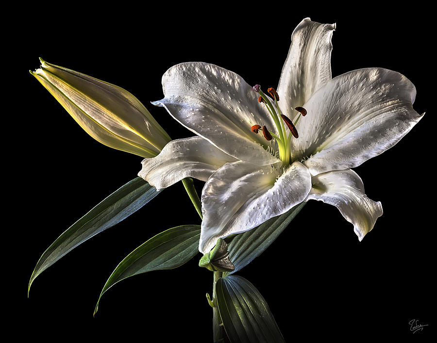 White Stargazer Lily Photograph by Endre Balogh