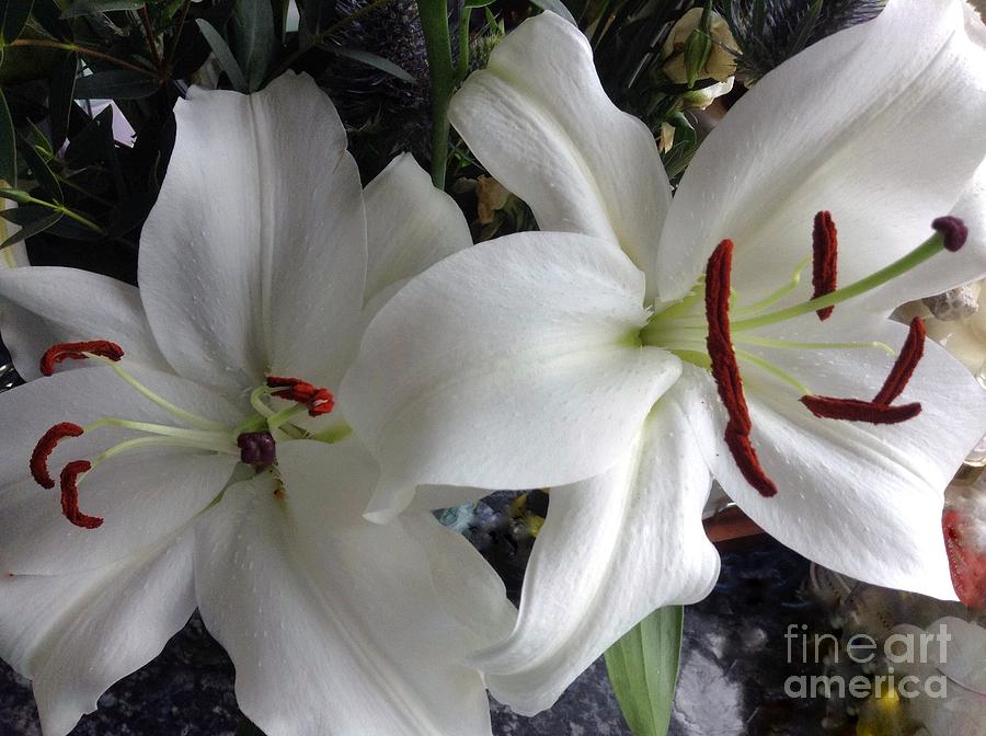 White Stargazers Photograph by Joan-Violet Stretch