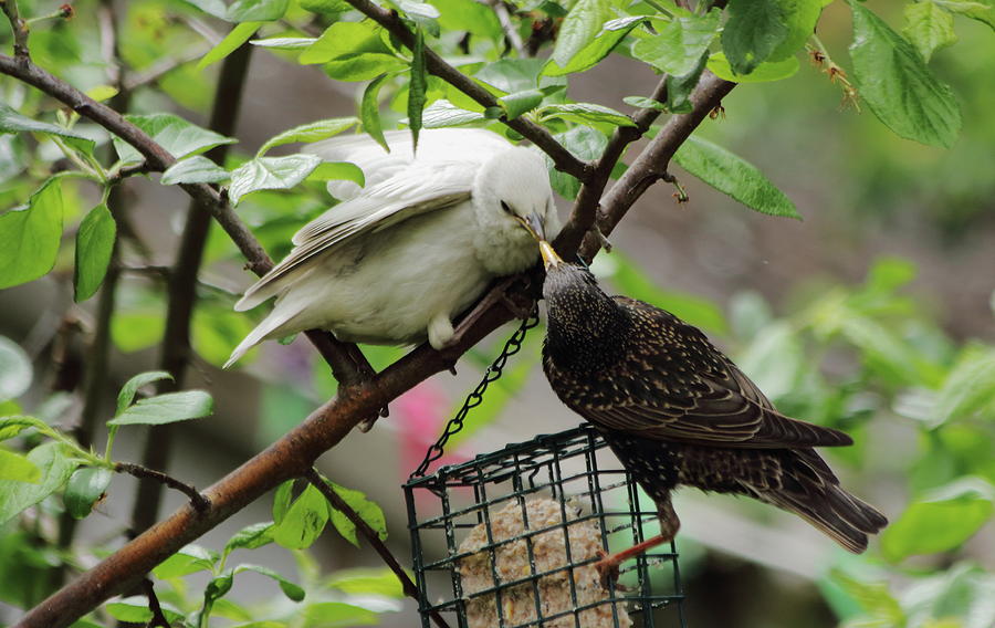 White Starling being Fed Photograph by Jeff Townsend
