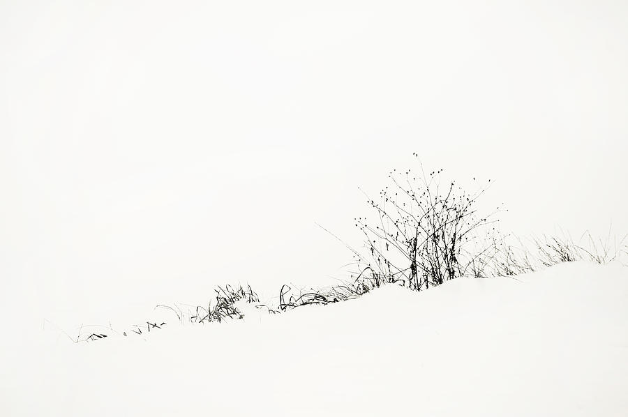 White Stillness. Minimalism Photograph by Jenny Rainbow