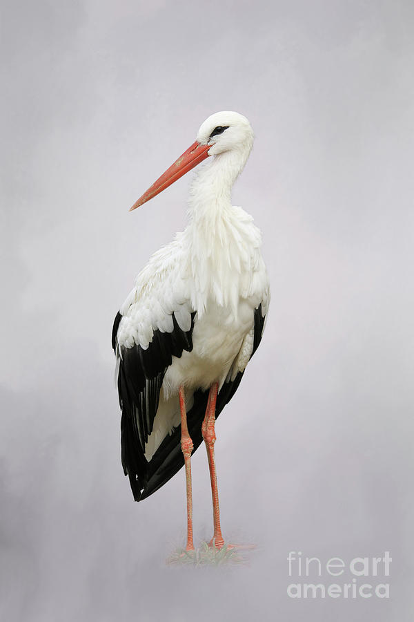 White Stork #2 V2 by Judy Whitton White Stork #2 V2 by Judy Whitton