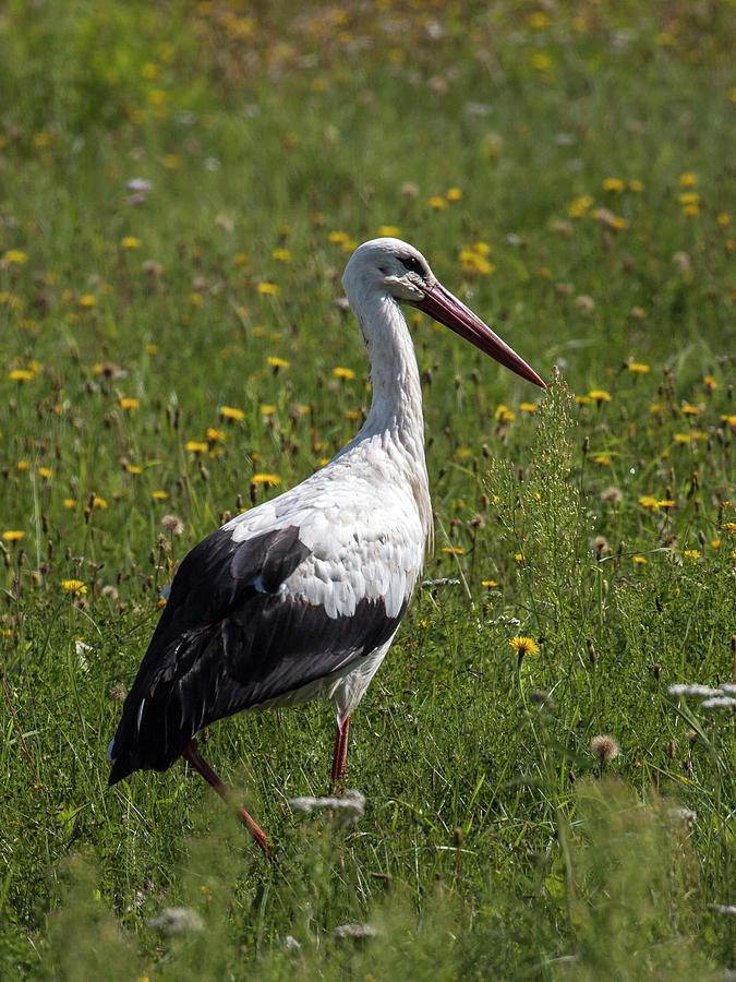 White Stork Photograph by Claudio Maioli