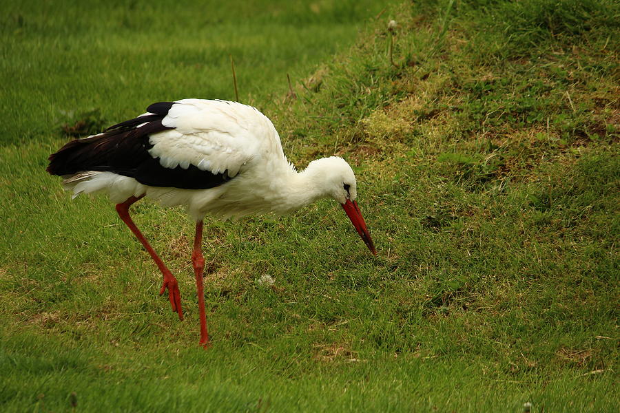 Up Movie Photograph - White Stork by Heike Hultsch
