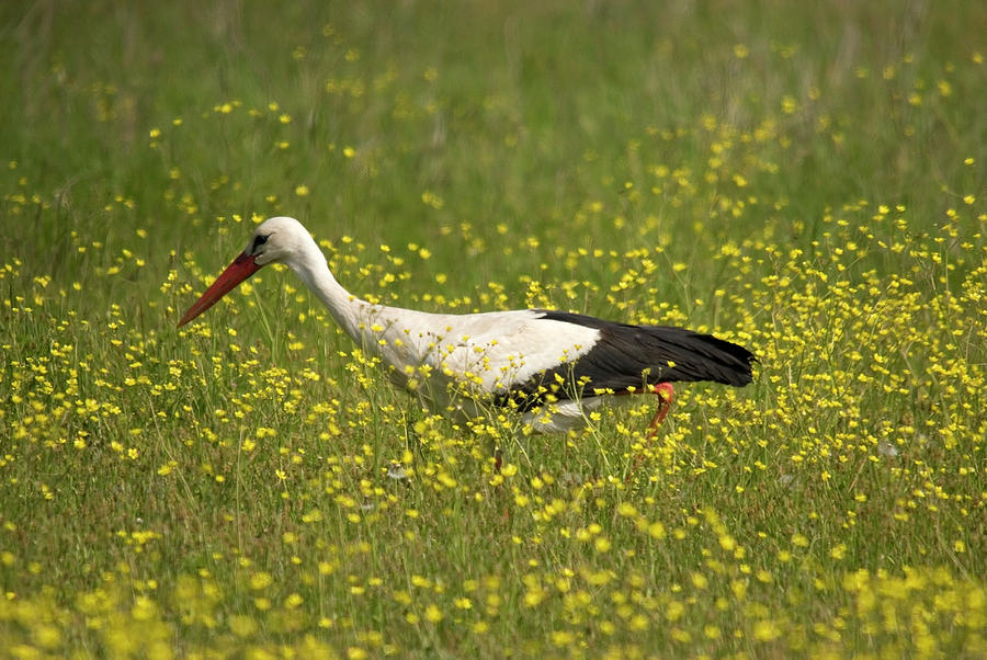 White Stork Looking For Frogs Photograph