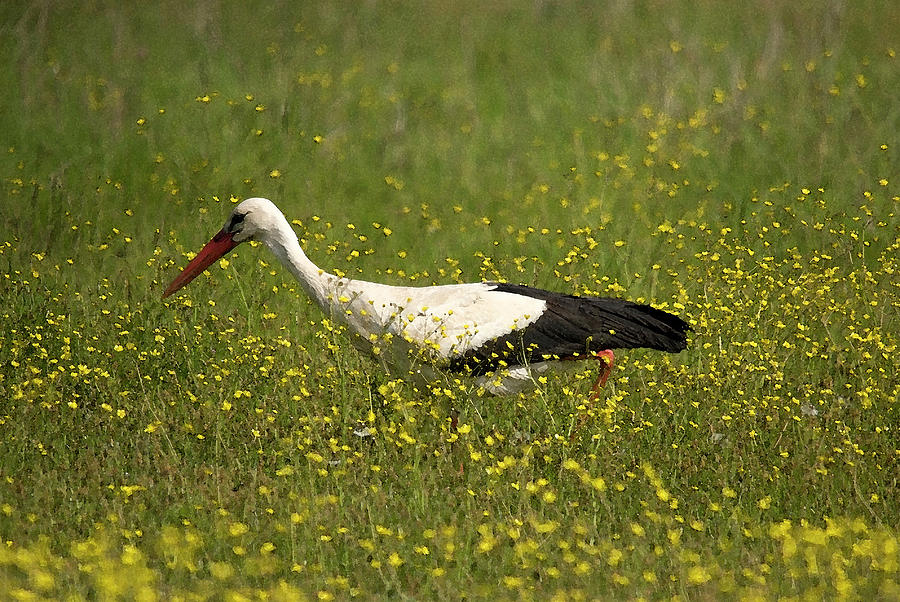Bird Photograph - White Stork looking fr frogs by Cliff Norton