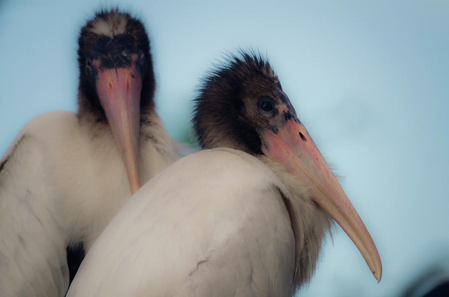 White stork offspring Photograph by Wolfgang Stocker