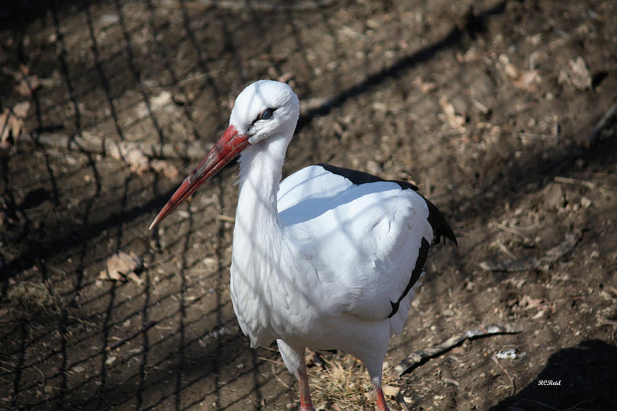 White Stork Photograph by Ronald Reid
