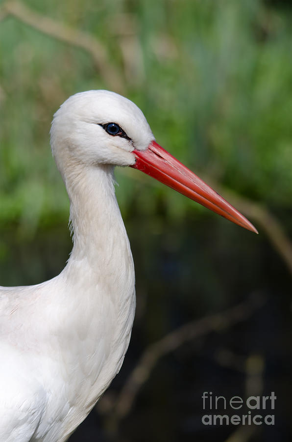 White stork Photograph by Steev Stamford