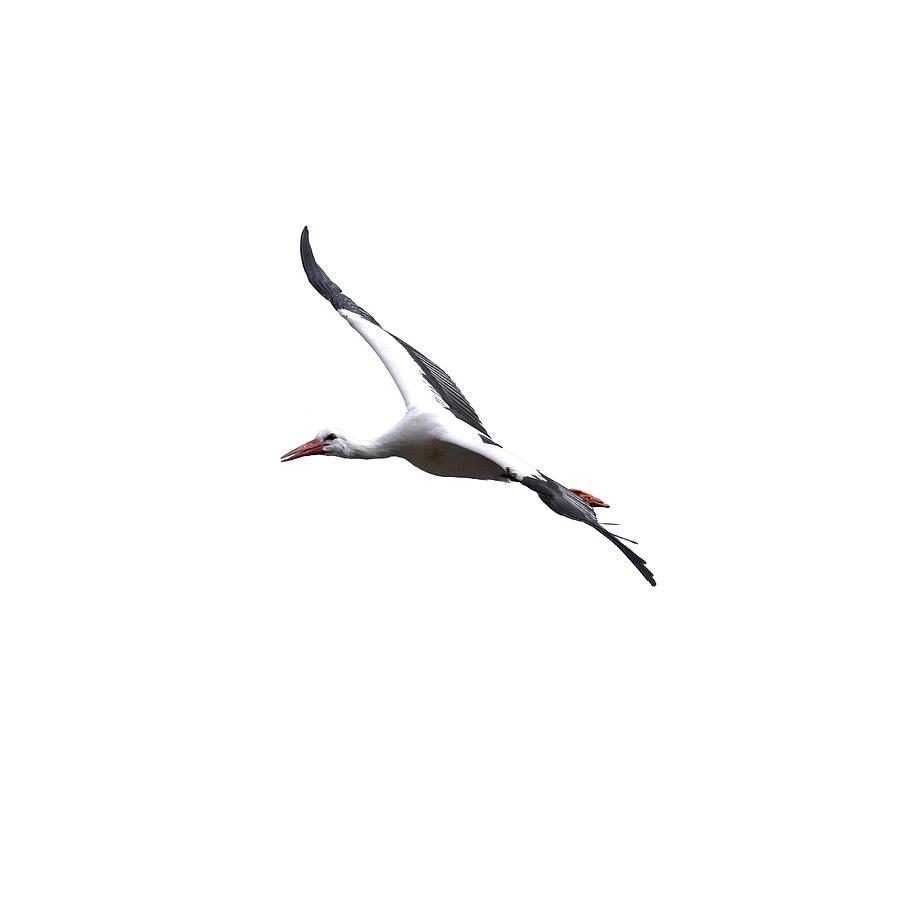 White Stork transparent Photograph by Jouko Lehto