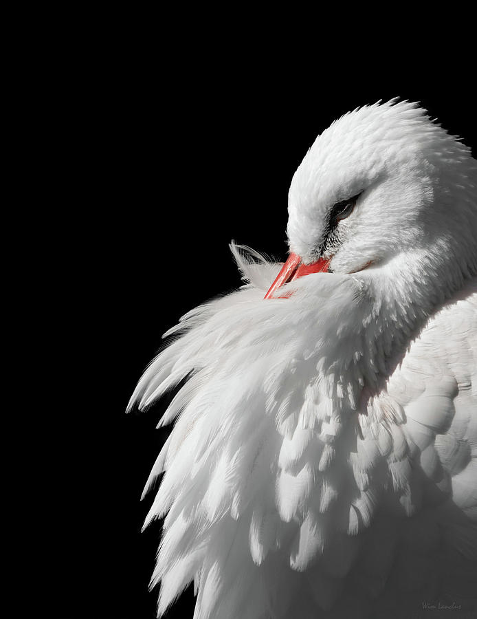 White Stork Photograph by Wim Lanclus