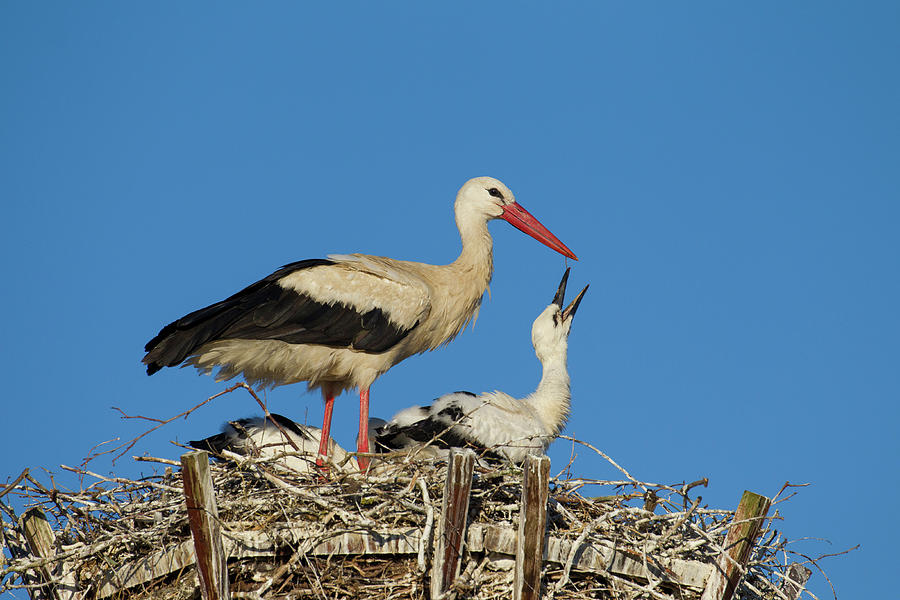 White Stork with Chick Photograph by Arterra Picture Library