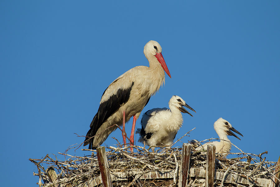 White Stork with Chicks Photograph by Arterra Picture Library