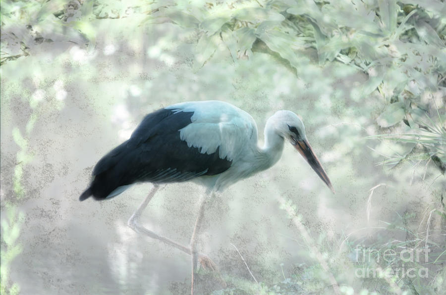 White Stork With Overlay Photograph by Michelle Meenawong