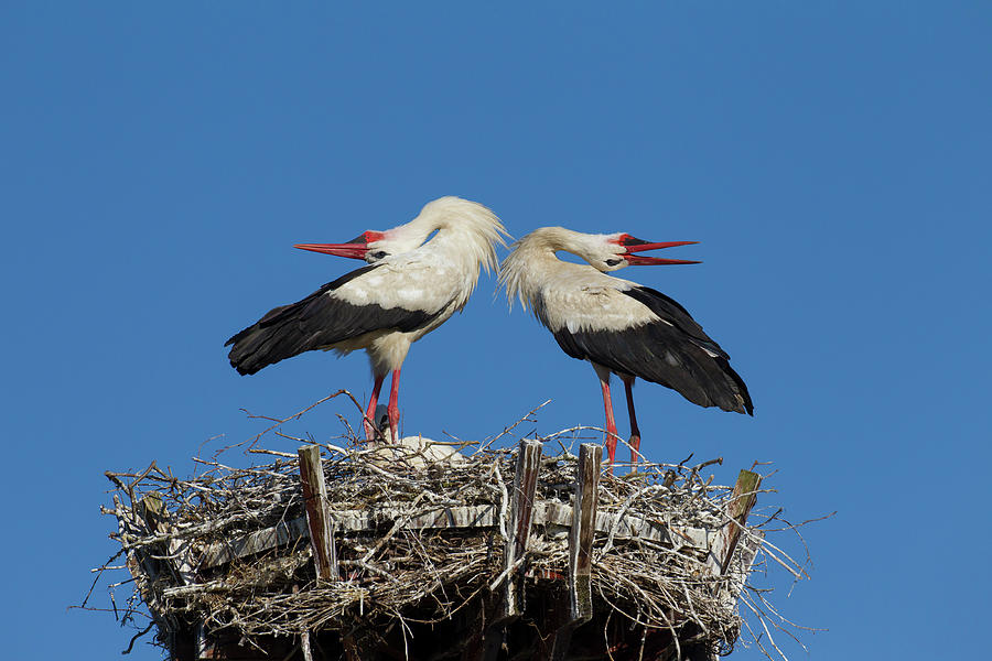White Storks Displaying Photograph by Arterra Picture Library