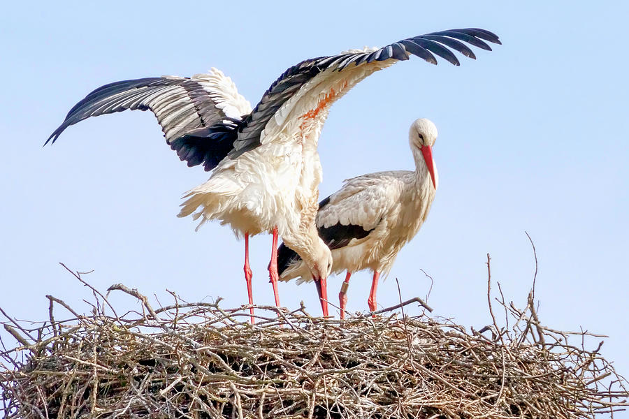White Storks Photograph by Nadia Sanowar