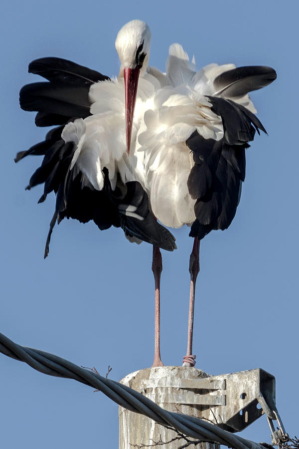 White Storks of Fagagna 4 Photograph by Wolfgang Stocker