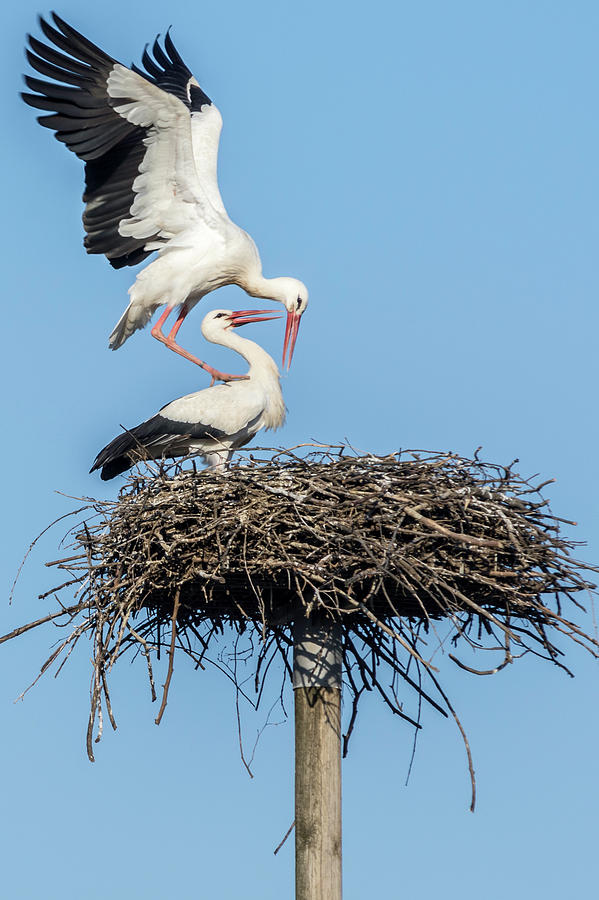 White Storks of Fagagna 6 Photograph by Wolfgang Stocker