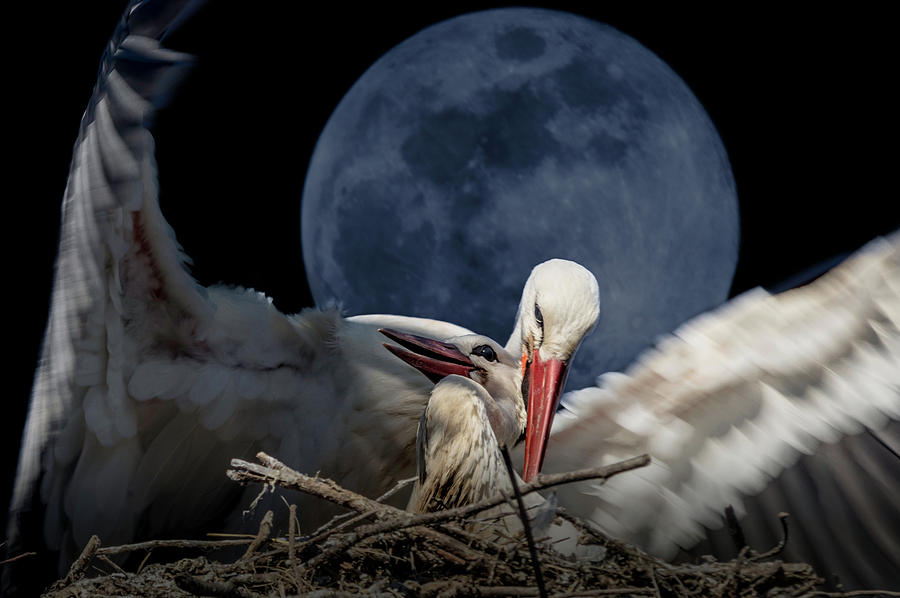 White Storks of Fagagna with full moon Digital Art by Wolfgang Stocker