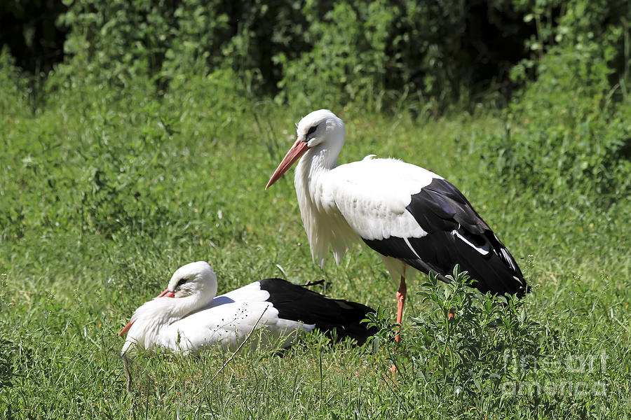 Stork Photograph - White Storks by Teresa Zieba