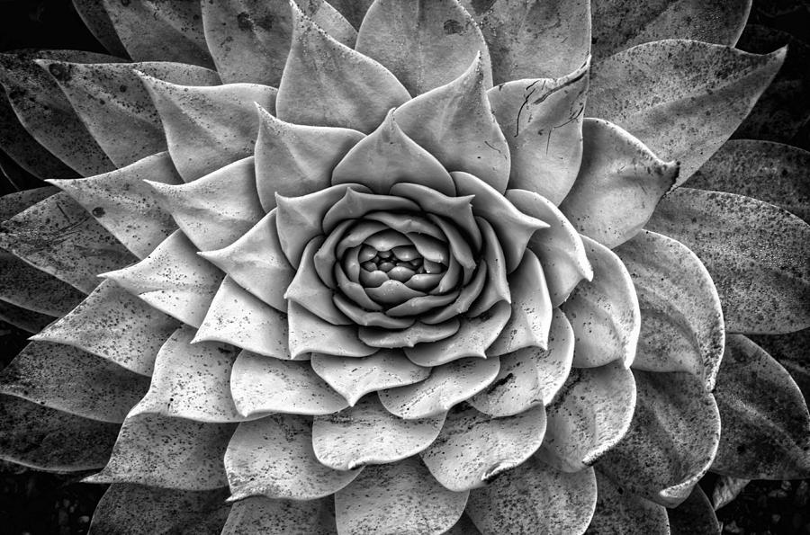 Agave Succulent Photograph by Lawrence Knutsson