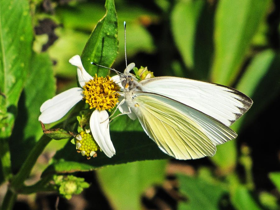 White Sulphur Butterfly Photograph by Christopher Mercer