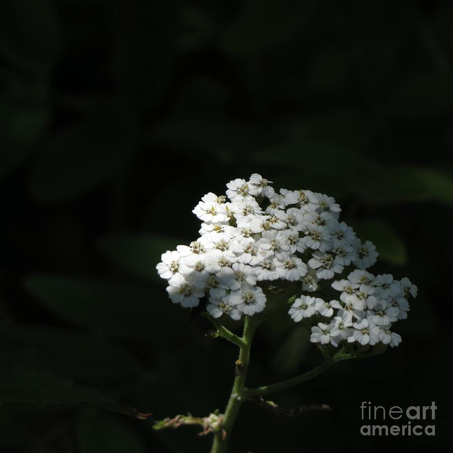 White Summer Blooms Photograph by Anita Adams
