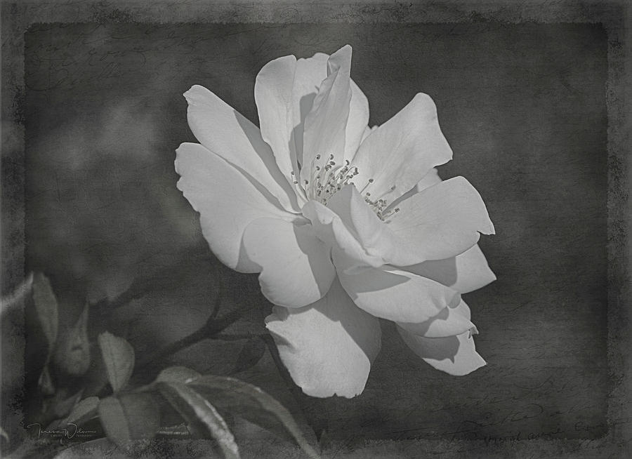 White Summer Rose in Black and White Photograph by Teresa Wilson
