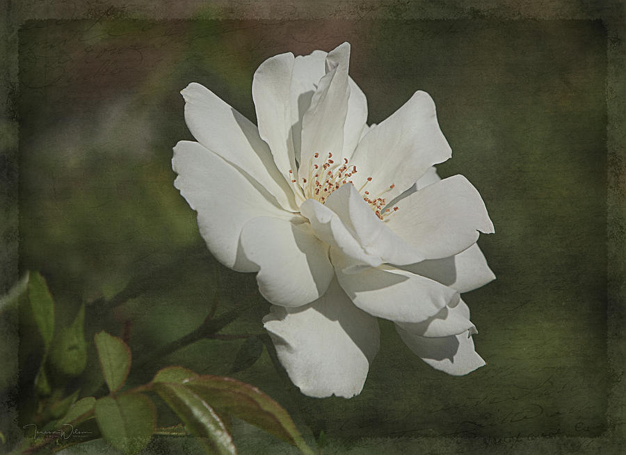 White Summer Rose Photograph by Teresa Wilson