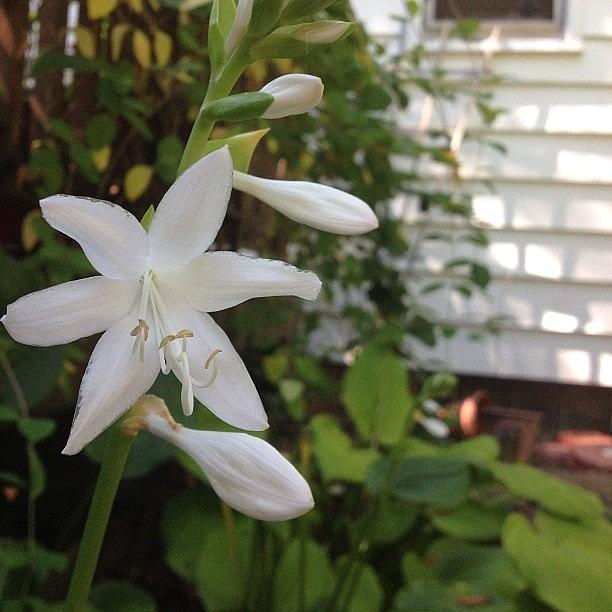 Flowers Still Life Photograph - #white #sun #pretty #flower #sweet by Danielle Black