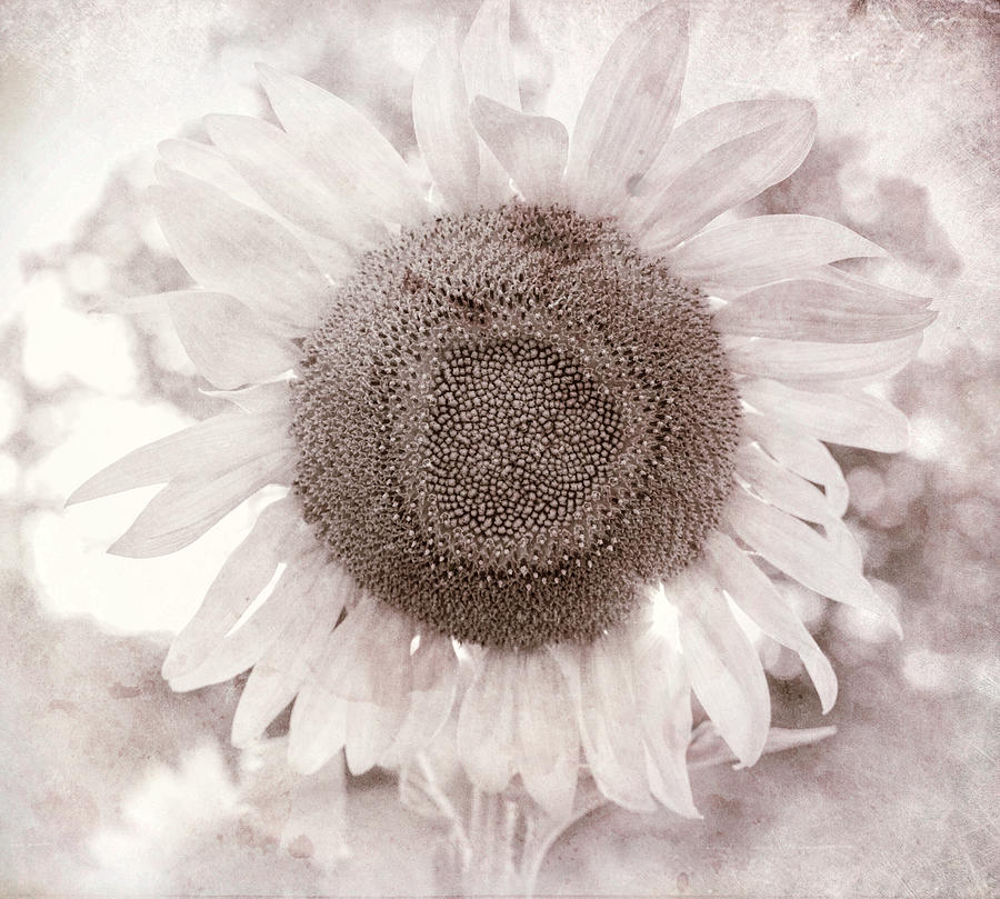 White Sunflower Square Photograph by Terry DeLuco