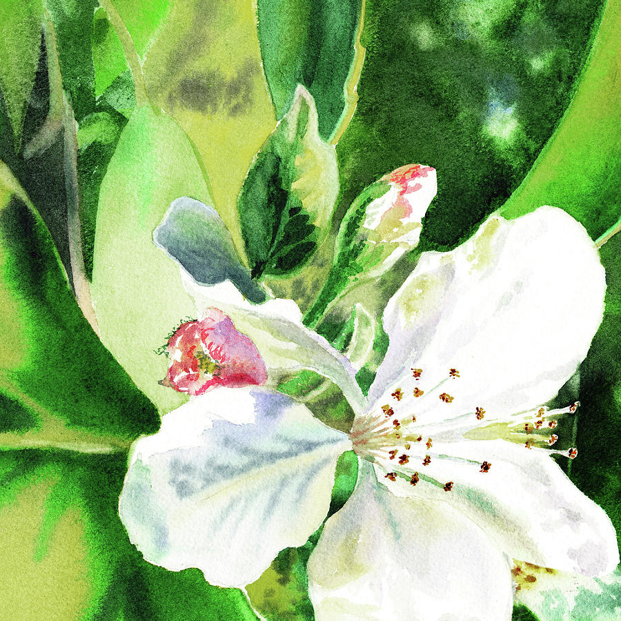 Watercolor Apple Blossom Painting by Irina Sztukowski