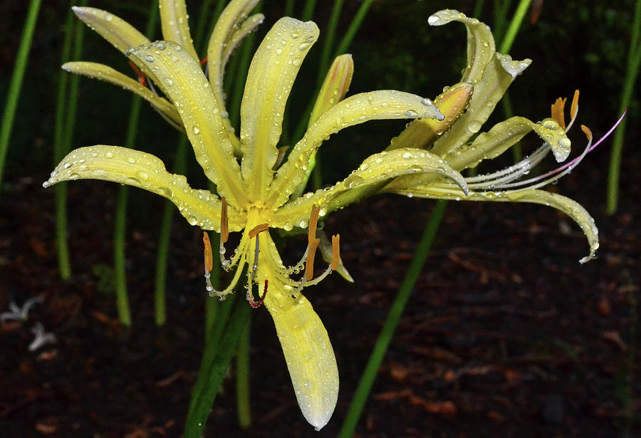 White Surprise Lily - Lycoris elsiae 008 Photograph by George Bostian